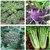 Dioart Broccoli Seeds  100 SEEDS 401