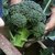 Dioart Broccoli Seeds  150 SEEDS 471