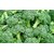 Dioart Broccoli Seeds  50 SEEDS 415