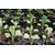 Dioart Broccoli Seeds  50 SEEDS 415