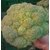Dioart Broccoli Seeds  100 SEEDS 512