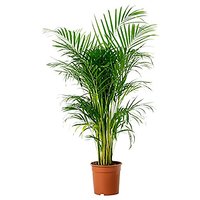 HERBALISM Areca Palm plant Air Purifier Indoor/Outdoor Natural Plant