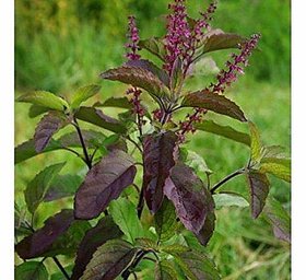 New Patna Nursery Tulsi live plant Holy Tulsi Medicinal plant HerbalPlant