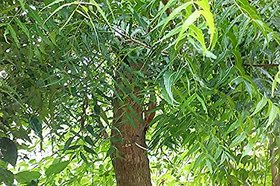 HERBALISM Azadirachta indica Neem Nimbay Sengumaru Ariyaveppu Vepa Turakabevu Limba nimbaka live plant.