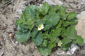 HERBALISM Gokhur Plant