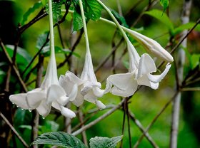 HERBALISM Randia macrantha living plant.