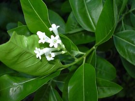 HERBALISM Day jasmine din ka raja cestrum diurnum living plant.