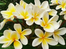 HERBALISM Frangipani Plumeria Golenchi Champa plant