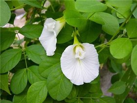 HERBALISM Safed Aparajita plant