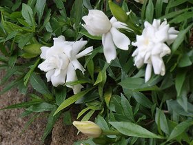 HERBALISM Gandhraj Gandroya plant