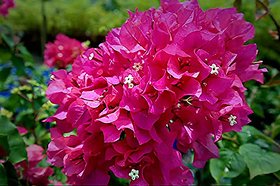 HERBALISM Bougainvillea buttiana is a flowering live plant