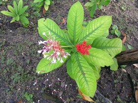 HERBALISM Sarpagandha Sarpagandha Sarpagandhi living plant.