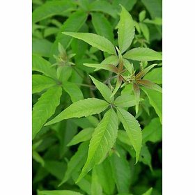 HERBALISM Vitex negundo five month plants