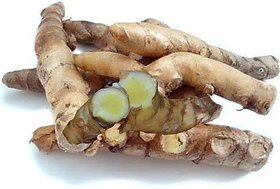 HERBALISM Curcuma Amada Mango Ginger Amba Haldi Fresh Root-bulb Seeds for Growing 5 Rhizomes.