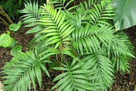 HERBALISM Chamaedorea elegans plant