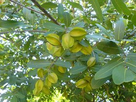 HERBALISM Arjuna Terminalia arjuna neer maruthu hole matthi arjun kumbuk thella maddi marudha maram sapling plants.