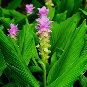 HERBALISM White Turmeric Mango Ginger Curcuma Amada Haldi Ambe Halad Ambe Haladi Curcuma aromatica Living Plant.