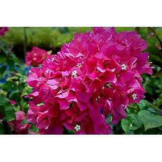                       HERBALISM Bougainvillea buttiana is a flowering live plant                                              