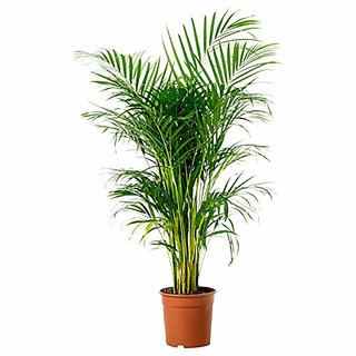                       HERBALISM Livistona chinensis Chinese Fan Palm Plant                                              