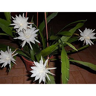                       HERBALISM Brahma Kamal Queen of The Night Nishagandhi Brahmakamal Gul-e bakawali Epiphyllum oxypetalum 1 Live Plant.                                              