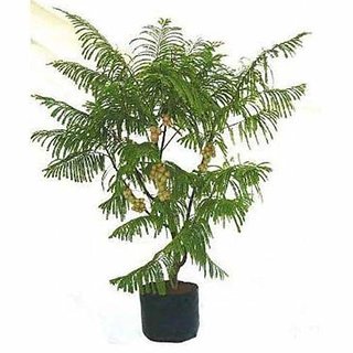                       HERBALISM Shivansh Plant Shami Tree Banni Tree Vanni Maram- Live Plant With Pot                                              