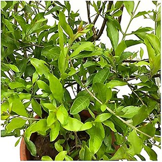                       HERBALISM Henna Hina Mehendi Marudaani Mignonette Tree Lawsonia Inermis Living Plant in Poly Bag                                              