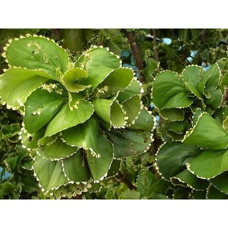                       HERBALISM Acalypha Wilkesiana Copperleaf Live Plant                                              