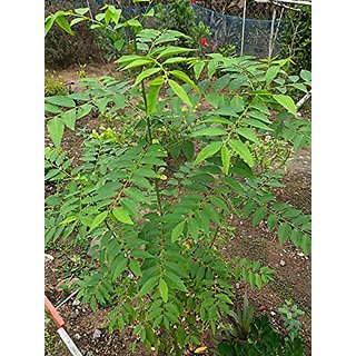                       HERBALISM Vitamin Plant Sweet Leaf Bush Star Gooseberry Multi Madhuracheera Thavasi Keerai Chekurmanis Living Plant.                                              
