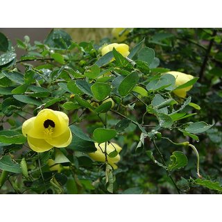                       HERBALISM Bauhinia tomentosa living plant.                                              