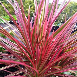                       HERBALISM Dracaena marginata or the dragon tree is a houseplant that has elegant long thin leaves with red edges.                                              