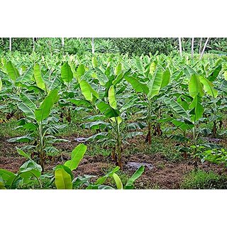                       HERBALISM Singapuri Banana live plant                                              