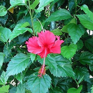                       HERBALISM Hibiscus rosa-sinensis colloquially as Chinese hibiscus live plant.                                              