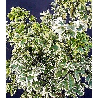                       HERBALISM Polyscias fruticosa or Ming aralia is a perennial plant.                                              