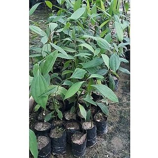                       HERBALISM Cinnamomum Tamala Plant Living Plant With Poly Bag.                                              
