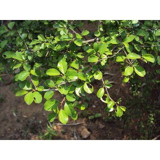                       HERBALISM hill mango seven month plant green commiphora from guggul family                                              