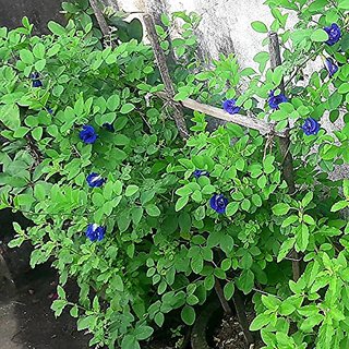                       HERBALISM aparajita 4 month plant, asian pigeonwings, blue pea, (clitoria ternatea)                                              
