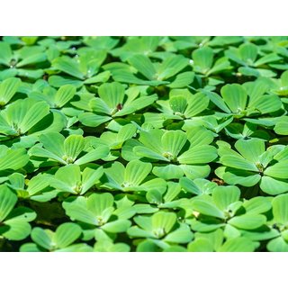                       HERBALISM Water Cabbage pistia Water Lettuce 3 Live Plant                                              
