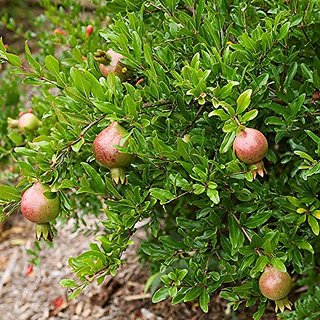 HERBALISM Pomegranate Annar Anar Grafted Plant