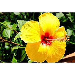                       HERBALISM Hibiscus rosa sinensis white Dainty White live plant                                              