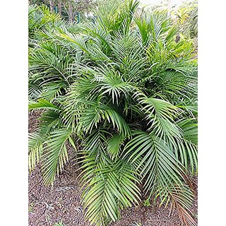                       HERBALISM Chamaedorea cataractarum cat Palm Plant                                              