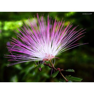                       HERBALISM Calliandra brevipes                                              