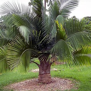                       HERBALISM Ravenea rivularis Majestic Palm Majesty Palm Plant                                              