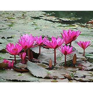                       HERBALISM Nymphaea Pubescens Hairy Water Lily Or Pink Water-lily, Water Lily                                              