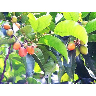                       HERBALISM spanish cherry 2 year plant, maulsari, mimusops elengi                                              