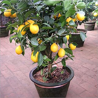                       HERBALISM Kagzi Nimboo Lemon Tree Plant                                              