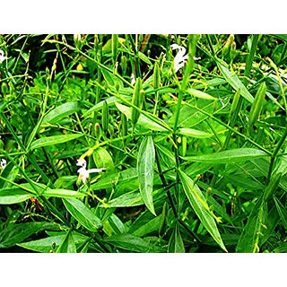                       HERBALISM Two Andrographis Paniculata 4 Month Old Sapling Plant Bhuinimba Green Chirayta                                              