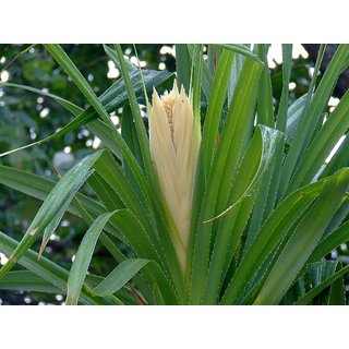                       HERBALISM Kewra Gagan-dhul Ketaki Jambul Kia Jambala Kegdi Khevada Kedwa Keora Screw Pine Pandanus Odorifer Plant                                              