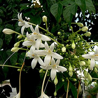                       HERBALISM Jasmine Millingtonia hortensis Akash chameli living Plant                                              