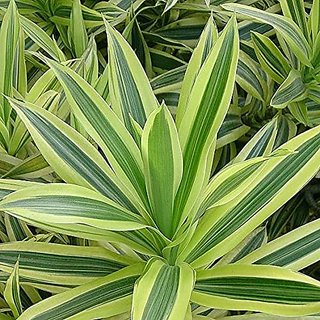                       HERBALISM Dracaena reflexa variegata song of India live plant                                              