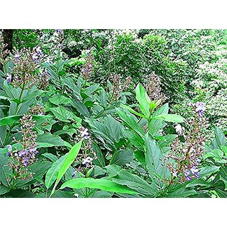                       HERBALISM brahma jasti sapling plant (clerodendrum serratum) bharangi brahmana jhatia                                              